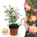 Green boutiQ - Rosier de jardin - Rosa Tricolor Fairy - Rosier - Rustique - Jaune-Rose - 3 Plantes - Pot 12cm - Hauteur 20-25cm