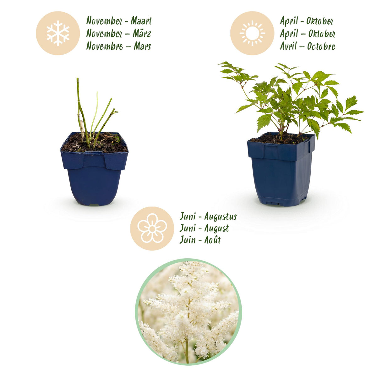 Green boutiQ - Plante vivace - Astilbe (J) Deutschland - Astilbe - Ombre - Blanc - 3 Plantes - Pot 11cm - Hauteur 15-25cm