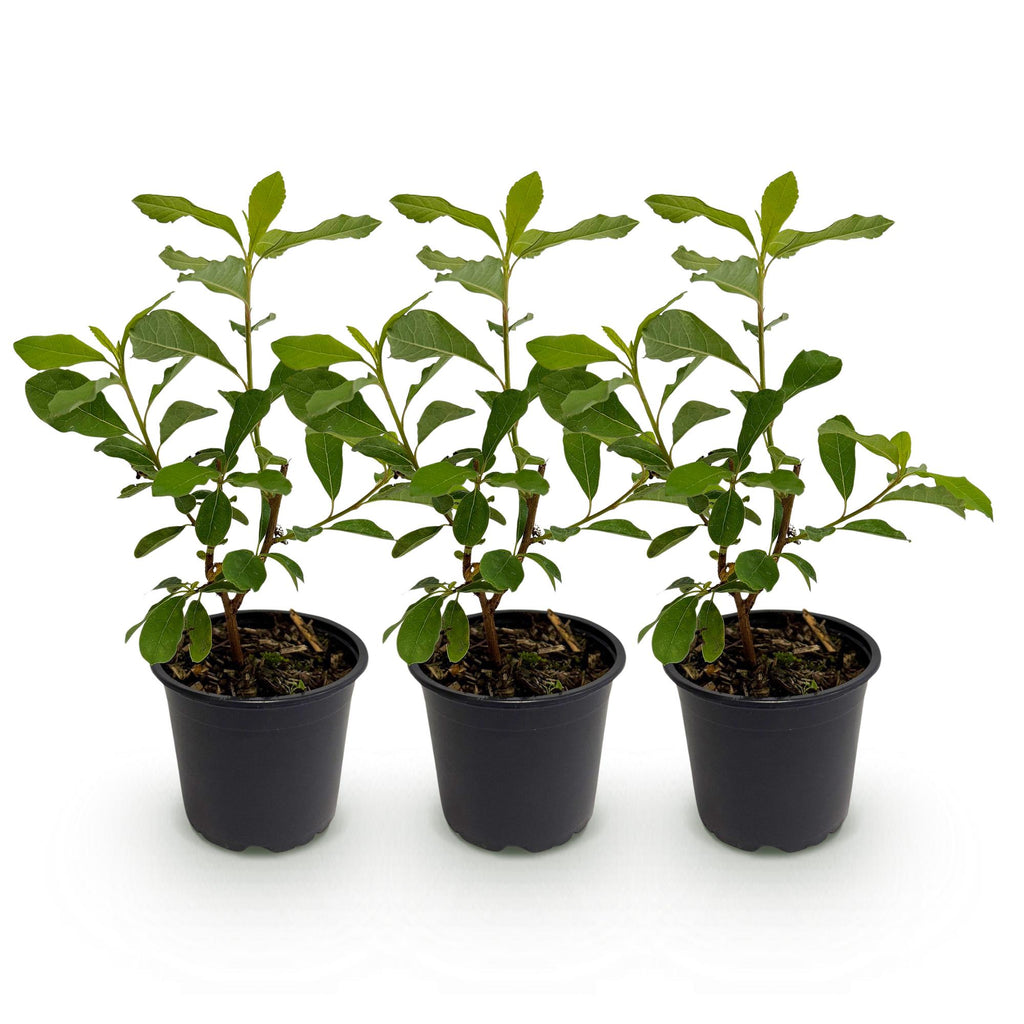 Green boutiQ - Plante de jardin - Cornus Florida - Fleur Blanc-Rose - 3 Plantes - Caduc - Peu d'entretien - Pot 12cm Hauteur 35cm