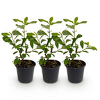 Green boutiQ - Plante de jardin - Cornus Florida - Fleur Blanc-Rose - 3 Plantes - Caduc - Peu d'entretien - Pot 12cm Hauteur 35cm