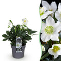 Green boutiQ - Plante de jardin - Rose de Noël - Hellébore Christmas Carol - Fleur Blanche - 1 Plante - Persistant - Pot 14cm Hauteur 30cm