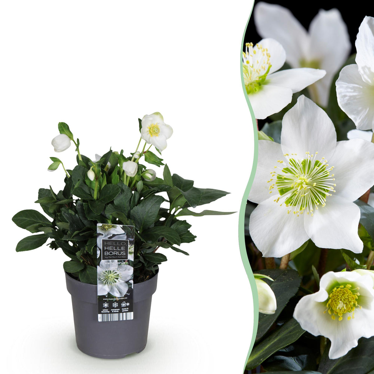 Green boutiQ - Plante de jardin - Rose de Noël - Hellébore Christmas Carol - Fleur Blanche - 1 Plante - Persistant - Pot 14cm Hauteur 30cm