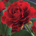 Green boutiQ - Rosier grimpant - Rosa Paul Scarlet Climber - Fleur rouge - Peu d'entretien - 2 plantes - Pot 11cm Hauteur 40cm