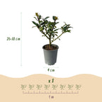 Green boutiQ - Haies - Ilex Blue Maid - feuillage vert - 8 plantes - 1 mètre linéaire - persistant - pot 9 cm hauteur 25-30 cm