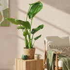 Green BoutiQ - Green is... Plantes d'intérieur - Strelitzia Nicolai - Oiseau du paradis - Peu d'entretien - Vert - 1 Plante - Pot 17cm - Hauteur 70-90cm