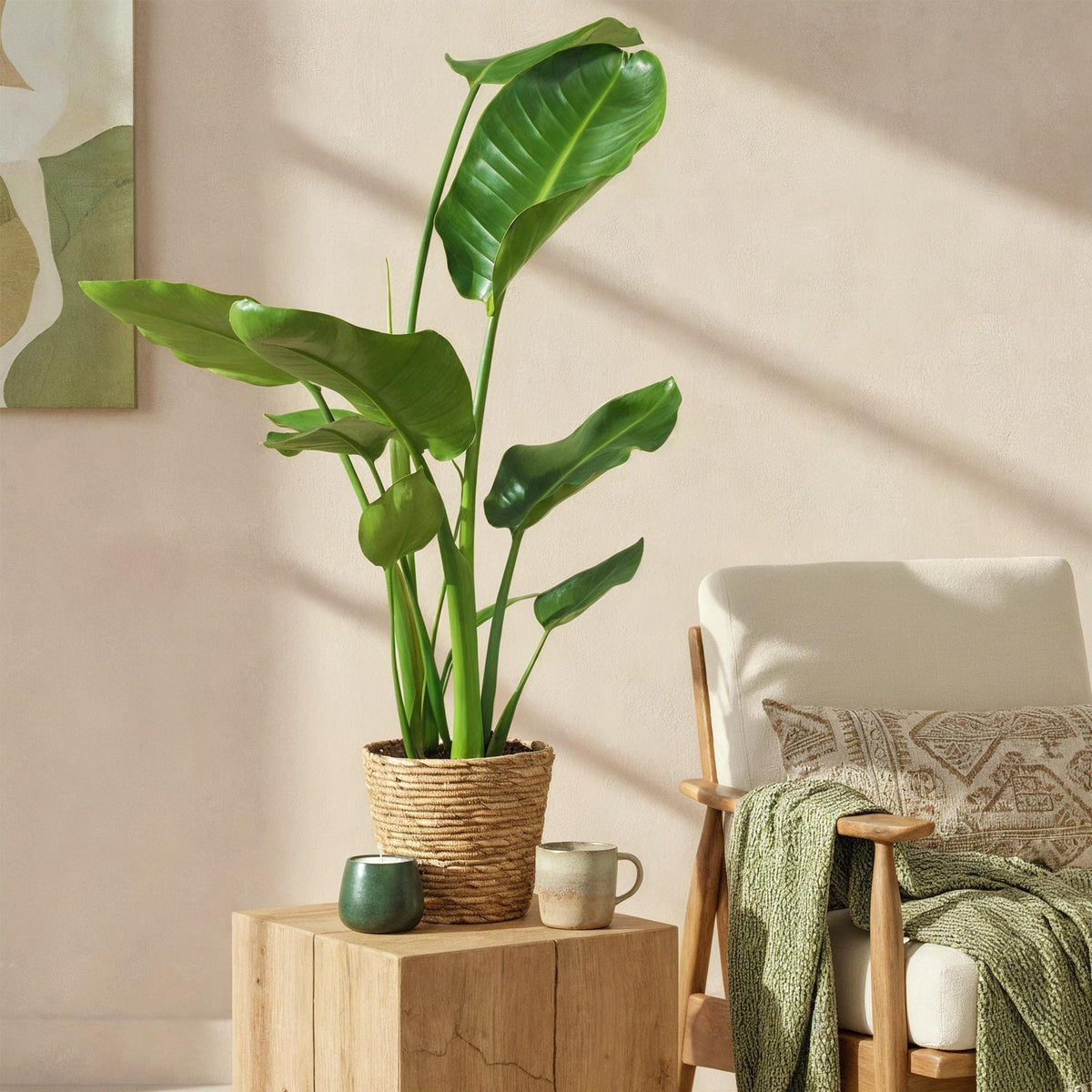 Green BoutiQ - Green is... Plantes d'intérieur - Strelitzia Nicolai - Oiseau du paradis - Peu d'entretien - Vert - 1 Plante - Pot 17cm - Hauteur 70-90cm