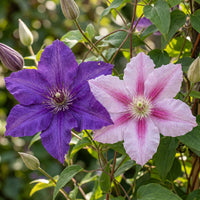 2x Clematis Duo Purple & Pink - Bosrank - Paars - Roze - Wit - Klimplant - Ø9cm - ↕35cm