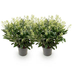Green boutiQ - Plante de terrasse - Skimmia japonica Finchy - Fleur blanche - 40+ Fleurs - 2 Plantes - Résistante au froid - Pot 19cm Hauteur 60cm