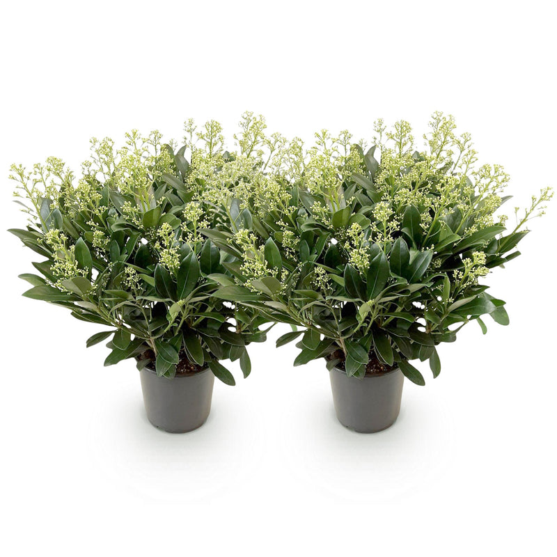 Green boutiQ - Terrasplant - Skimmia japonica Finchy - Bloem Wit - 40+ Bloemen - 2 Plant - Winterhard - Pot 19cm Hoogte 60cm