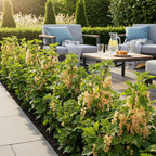 Green boutiQ - Plants fruitiers - Groseillier blanc - Ribes rubrum Witte Hollander - Rustique - 3 plantes - Pot 9 cm - Groseille blanche
