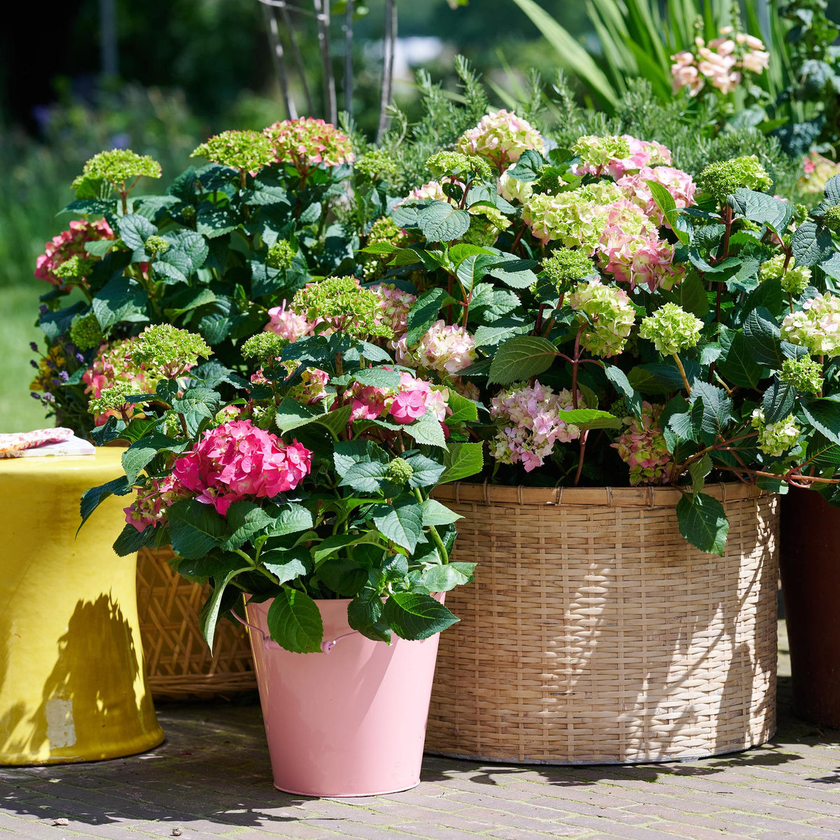 Green boutiQ - Plante de jardin - Hydrangea Endless Summer The Original Pink - Hortensia - Rustique - Rose - 2 plantes - Pot 14 cm - Hauteur 20-25 cm