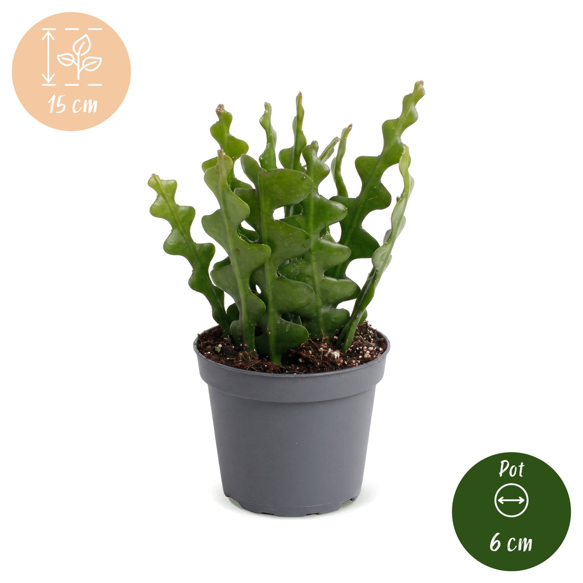 Epiphyllum Anguliger - Fishbone Cactus - Green - Tropical - Ø6cm - ↕15cm