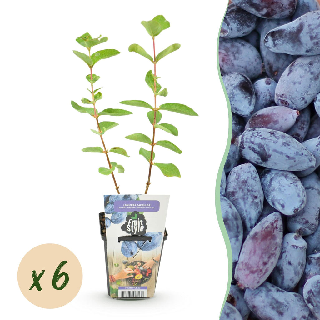 Green boutiQ - Plants fruitiers - Baies de mai - Lonicera caerulea Kamtschatica - Rustique - 6 plantes - Pot 9 cm - Baies bleues