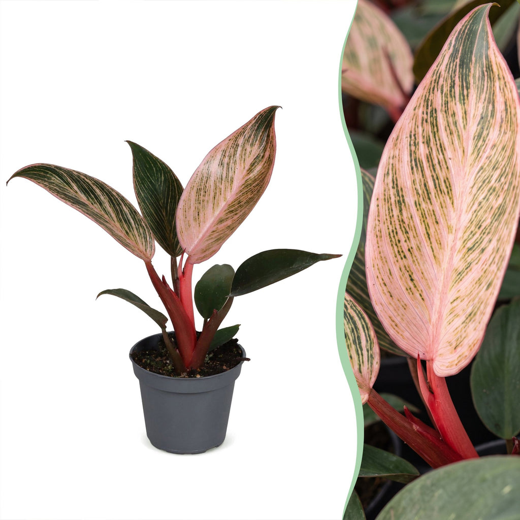 Philodendron Pink Bikini - Philodendron Pink Bikini - Green - Pink - Tropical - Ø6cm - ↕10cm