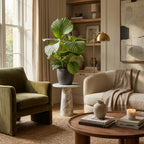 Green boutiQ - Zimmerpflanze - Korbmarante - Calathea Orbifolia - Grün - Pflegeleicht - 1 Pflanze - mit Topf Grau - Topf 21cm - Höhe 60 - 70cm