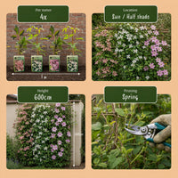 9x Clematis montana Tricolour - Mountain clematis - White - Pink - Light Pink - Climber - Ø9cm - ↕35cm
