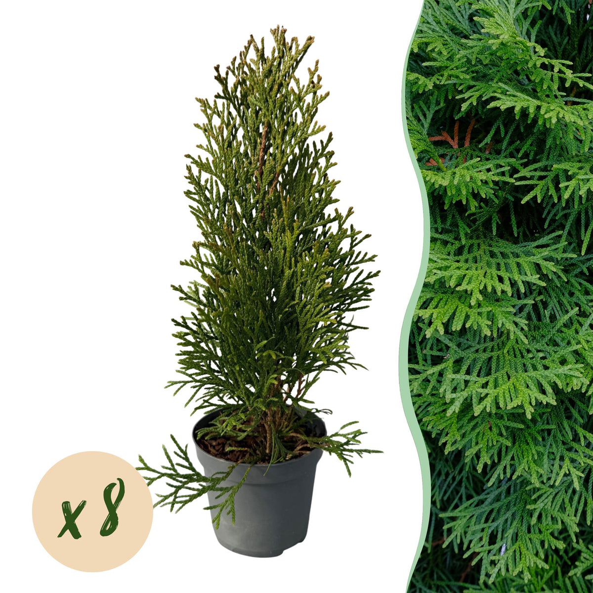 Green boutiQ - Haagplanten - Thuja occidentalis Smaragd - blad groen - 8 planten - 1 strekkende meter - groenblijvend - pot 9cm hoogte 30cm