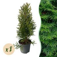 Green boutiQ - Haagplanten - Thuja occidentalis Smaragd - blad groen - 8 planten - 1 strekkende meter - groenblijvend - pot 9cm hoogte 30cm