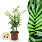 Green boutiQ - Zimmerpflanze - Chamaedorea elegans - Bergpalme - Haustierfreundlich - Grün - 2 Pflanzen - Topf 12cm - Höhe 35-40cm