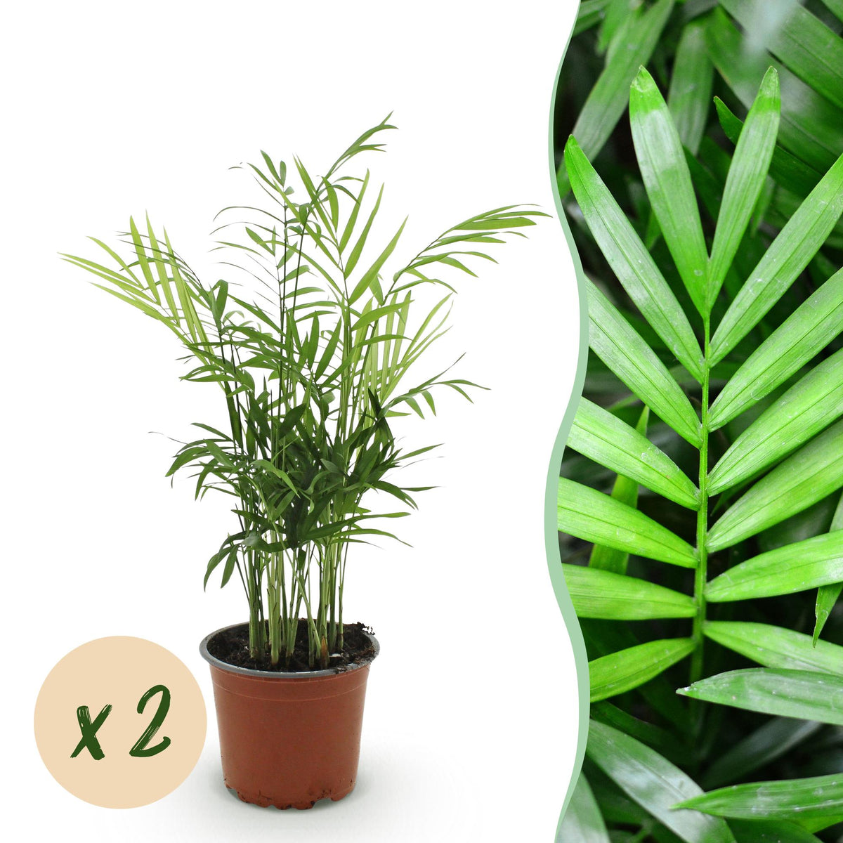 Green boutiQ - Zimmerpflanze - Chamaedorea elegans - Bergpalme - Haustierfreundlich - Grün - 2 Pflanzen - Topf 12cm - Höhe 35-40cm