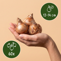 60x Narcissus large Cupped mix - Grootbloemige narcis mix - Geel en Wit - Voorjaarsbloeier - Bolmaat 12/14