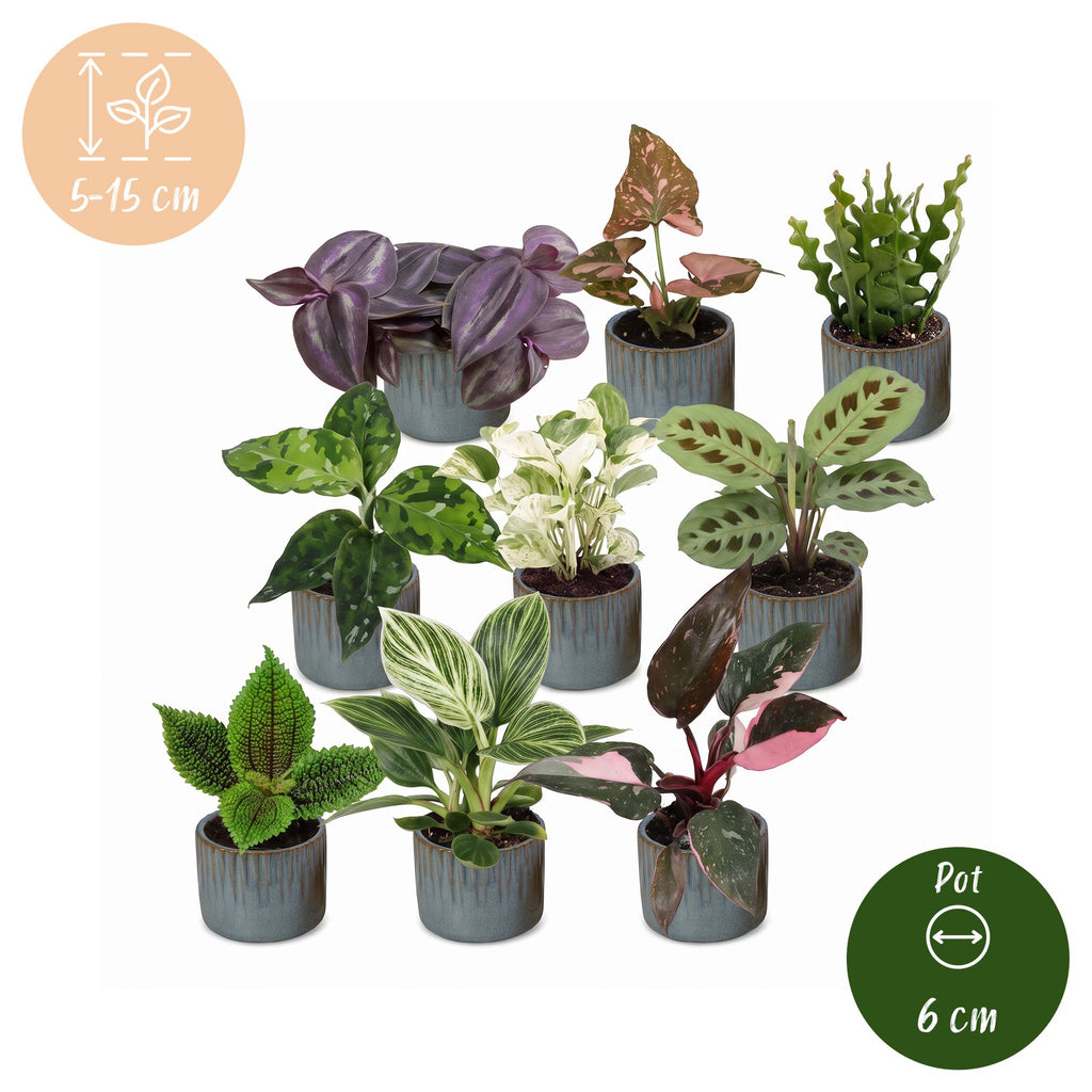 9x Baby Plants Surprise Box - Baby Plants Surprise Box - Various colours - Tropical - incl. Linnea Misty Blue - Ø6cm - ↕5-15cm