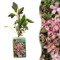 4x Clematis mont. 'Marjorie' - Clématite de montagne 'Marjorie' - Rose - Grimpante - Ø9cm - ↕35cm