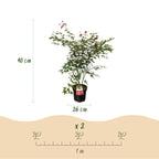 Green boutiQ - Plante de jardin - Acer palmatum Beni Maiko - Érable du Japon - Caduc - Rouge - 1 - Pot 26cm - Hauteur 90cm