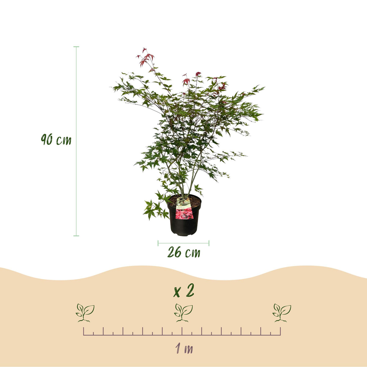 Green boutiQ - Plante de jardin - Acer palmatum Beni Maiko - Érable du Japon - Caduc - Rouge - 1 - Pot 26cm - Hauteur 90cm