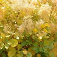 Green boutiQ - Tuinplant - Cotinus coggyria Golden Spirit - Geel - 3 Planten - Bladverliezend - Weinig Onderhoud - Pot 12cm Hoogte 35cm