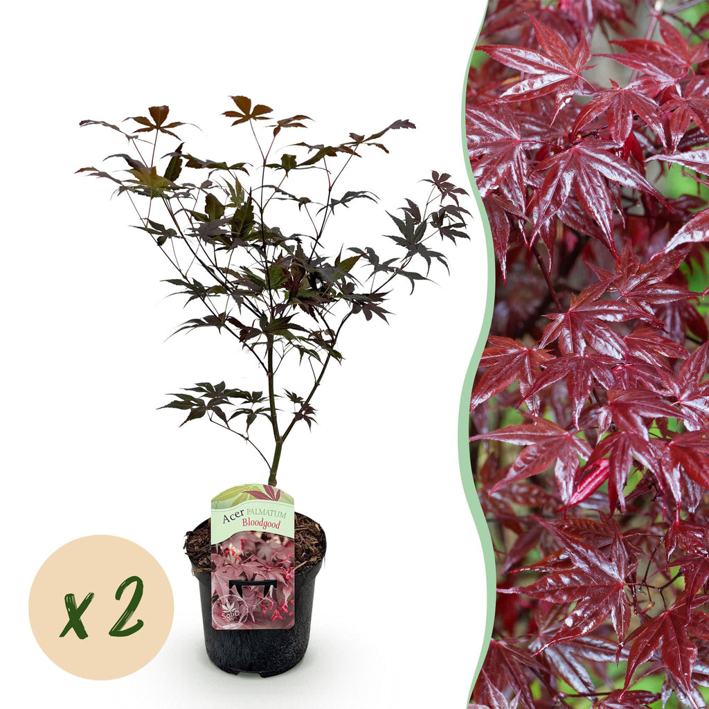Green boutiQ - Plante de terrasse - Érable du Japon - Acer palmatum Bloodgood - Rouge - 2 plantes - Caduc - Pot 19 cm Hauteur 70 cm