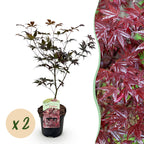 Green boutiQ - Plante de terrasse - Érable du Japon - Acer palmatum Bloodgood - Rouge - 2 plantes - Caduc - Pot 19 cm Hauteur 70 cm