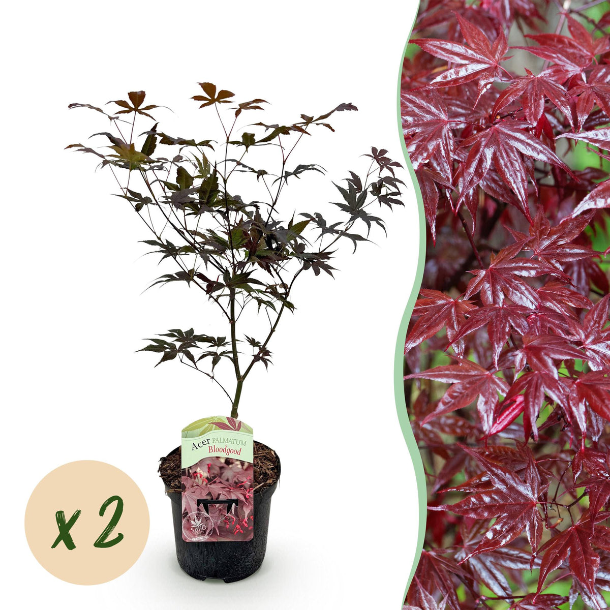 Green boutiQ - Plante de terrasse - Érable du Japon - Acer palmatum Bloodgood - Rouge - 2 plantes - Caduc - Pot 19 cm Hauteur 70 cm