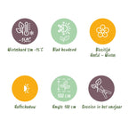 Green boutiQ - Plante de Terrasse - Skimmia japonica Finchy - Fleur Blanche - 15+ Fleurs - 3 Plantes - Rustique - Pot 15cm Hauteur 30cm