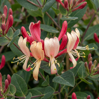 Lonicera per. 'Serotina' - Late Dutch honeysuckle - Purple - Yellow - Climber - Ø9cm - ↕35cm