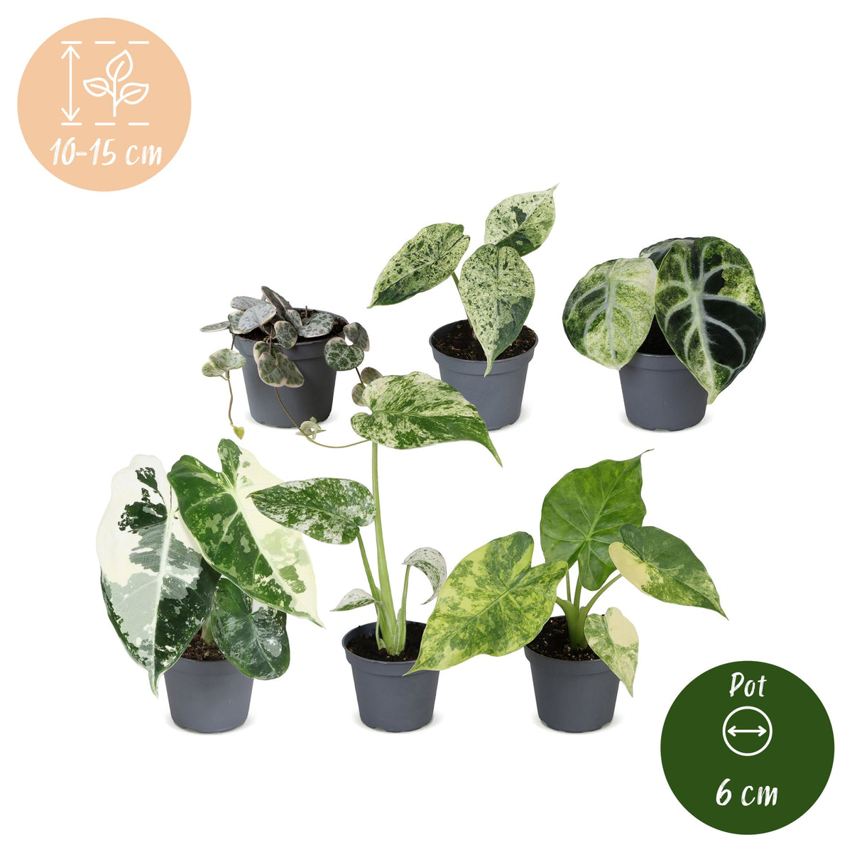 6x Baby Variegata Mix - Various colours - Tropical - Ø6cm - ↕10-15cm