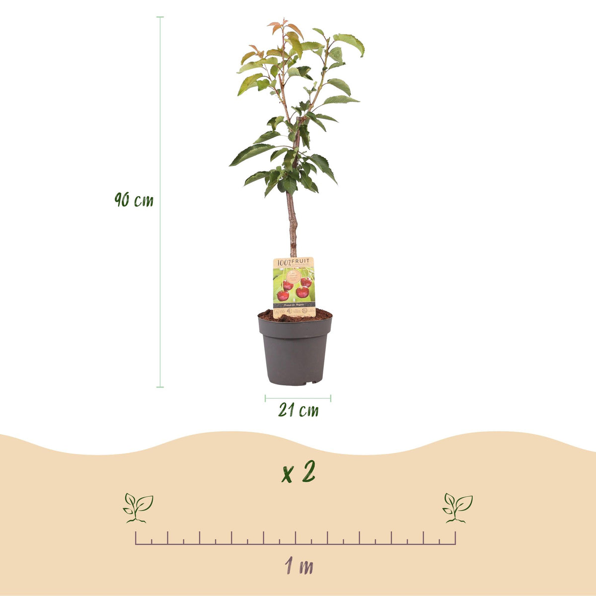 Green boutiQ - Fruitboom - Prunus avium Regina - Kersenboom - Winterhard - Donker Rode Bes - 1 Plant - Pot 21cm - Hoogte 90cm