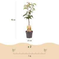 Green boutiQ - Fruitboom - Prunus avium Regina - Kersenboom - Winterhard - Donker Rode Bes - 1 Plant - Pot 21cm - Hoogte 90cm