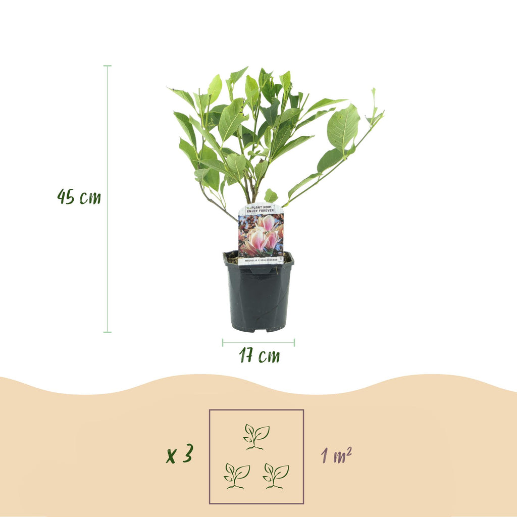 Green boutiQ - Arbustes - Magnolia Soulangiana - Fleurs rose clair - 1 plante - Caduc - Peu d'entretien - Pot 17cm Hauteur 45cm