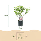 Green boutiQ - Arbustes - Magnolia Soulangiana - Fleurs rose clair - 1 plante - Caduc - Peu d'entretien - Pot 17cm Hauteur 45cm