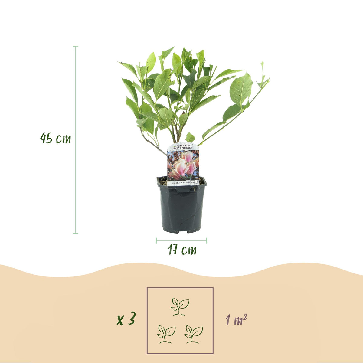 Green boutiQ - Arbustes - Magnolia Soulangiana - Fleurs rose clair - 1 plante - Caduc - Peu d'entretien - Pot 17cm Hauteur 45cm