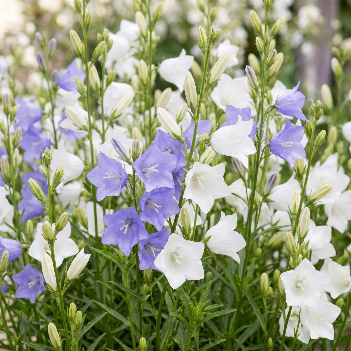 Green boutiQ - Plante vivace - Campanula persicifolia Duo - Campanule à feuilles de pêcher - Attire les abeilles et les papillons - Bleu - Blanc - 12 plantes - Pot 11cm - Hauteur 15-25cm