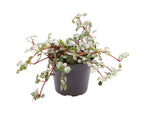Pilea Glaucophylla Greyzy - Greyzy artillery plant - Grey - Red - Tropical - Ø6cm - ↕10cm