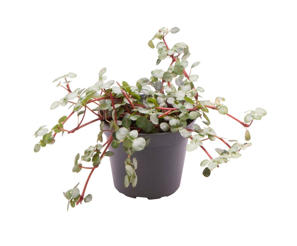 Pilea Glaucophylla Greyzy - Greyzy artillery plant - Grey - Red - Tropical - Ø6cm - ↕10cm