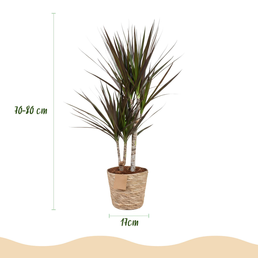 Green BoutiQ - Green is... Plantes d'intérieur - Dracaena Magenta - Dragonnier - Peu d'entretien - avec panier - Vert - 2 Plantes - Pot 17cm - Hauteur 70-80cm