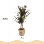 Green BoutiQ - Green is... Plantes d'intérieur - Dracaena Magenta - Dragonnier - Peu d'entretien - avec panier - Vert - 2 Plantes - Pot 17cm - Hauteur 70-80cm
