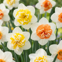 80x Narcissus Macaron Bloss - Narcis Macaron Bloss - Wit en Geel - Voorjaarsbloeier - Bolmaat 12/14