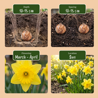 280x Narcissus Yellow - Gele narcis - Geel - Voorjaarsbloeier - Bolmaat 10/12