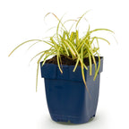 Green boutiQ - Gräser - Carex oshimensis Evergold - Japanische Segge - Immergrün - Gelb-Grün - 1 Pflanze - Topf 11cm - Höhe 15-25cm