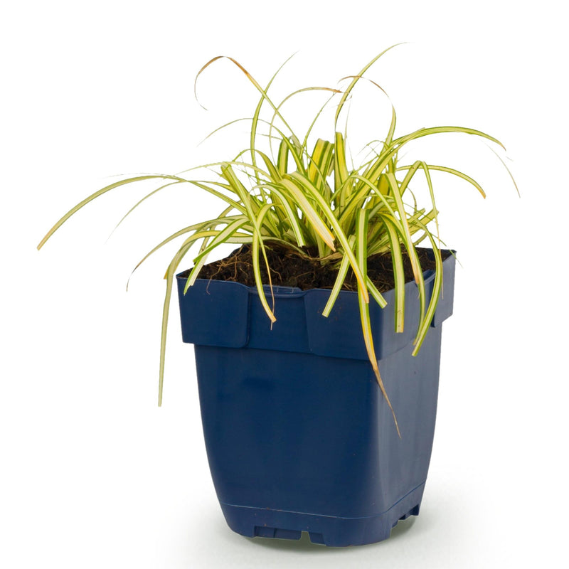 Green boutiQ - Grassen - Carex oshimensis Evergold - Japanse Zegge - Groenblijvend - Geel-Groen - 1 Plant - Pot 11cm - Hoogte 15-25cm